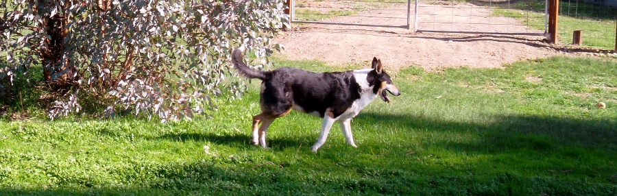 Mungo running in the yard